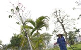 Anh đào Nhật Bản nở hoa, rực rỡ khoe sắc tại Hà Nội